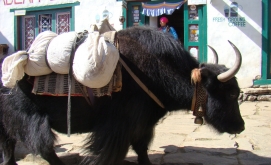 Best Trekking Agency in Nepal